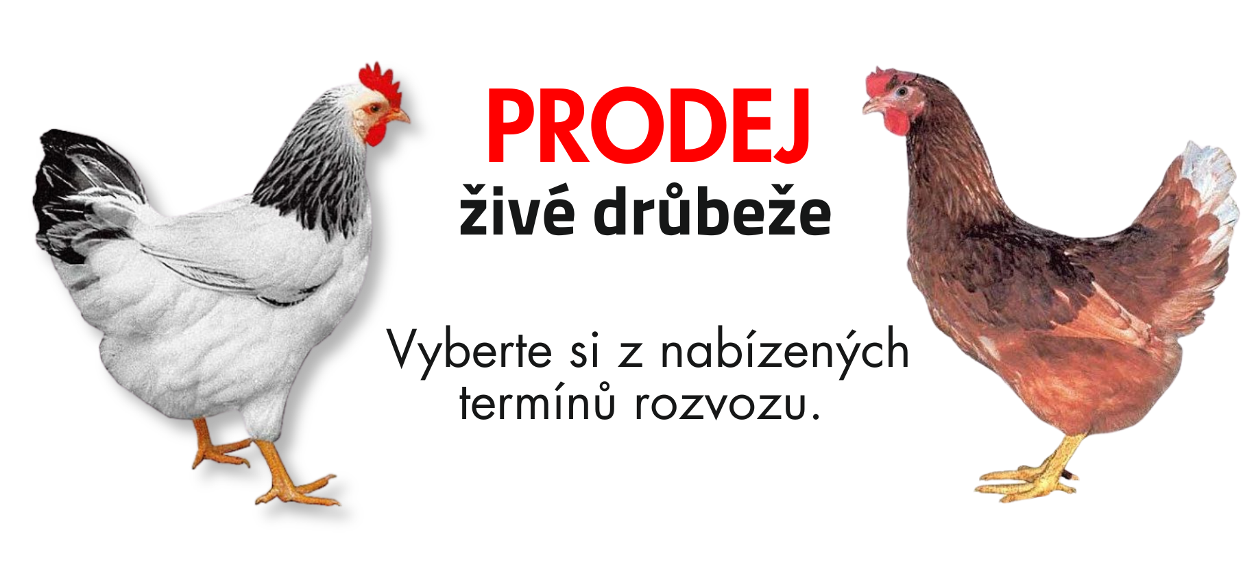 ZOODUM - 10 dnů (1832 x 856 px)_4